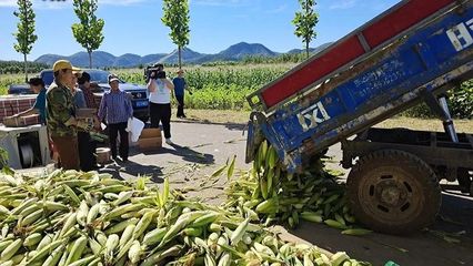 東高村鎮 復墾田里“金”滿地，三百余畝玉米迎豐收