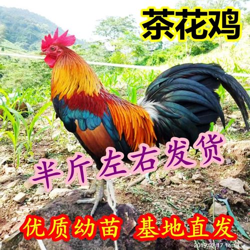 半斤茶花雞苗與七彩觀賞雞苗批發養殖指南